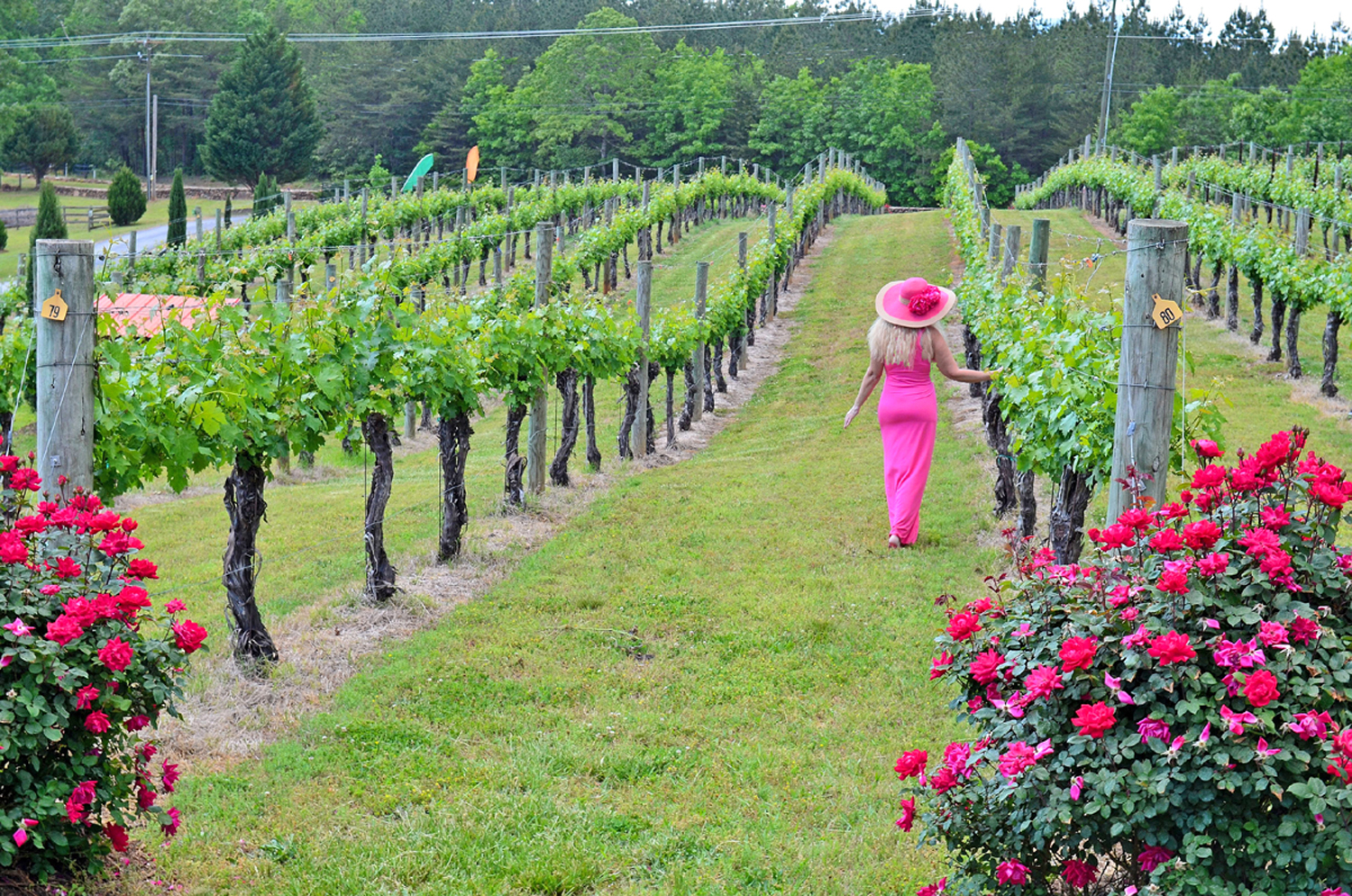 Overmountain Vineyards North Carolina Vineyard Gone to Carolinas